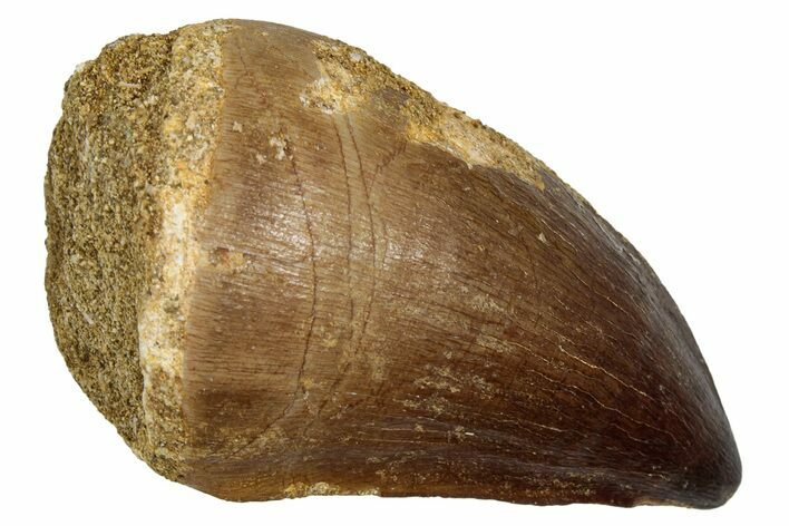 Fossil Prognathodontid Mosasaur Tooth - Morocco #345136